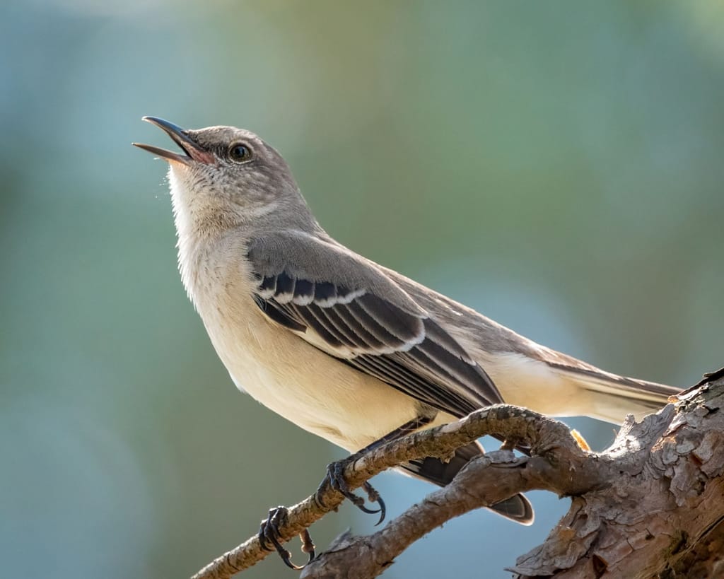 chris cappelmann Laredo Birding Festival nature photographers