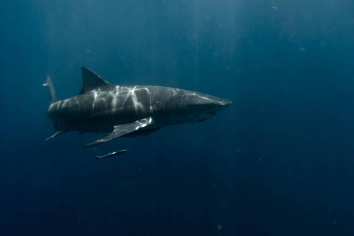 chris cappelman Brian Skerry Captures Maine’s First Underwater Great White Shark Photo