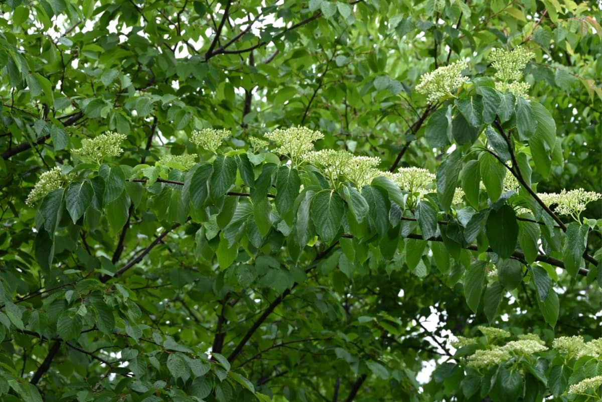 chris cappelmann Atlanta Dogwood Festival