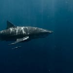 chris cappelman Brian Skerry Captures Maine’s First Underwater Great White Shark Photo