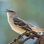 chris cappelmann Laredo Birding Festival nature photographers