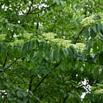 chris cappelmann Atlanta Dogwood Festival